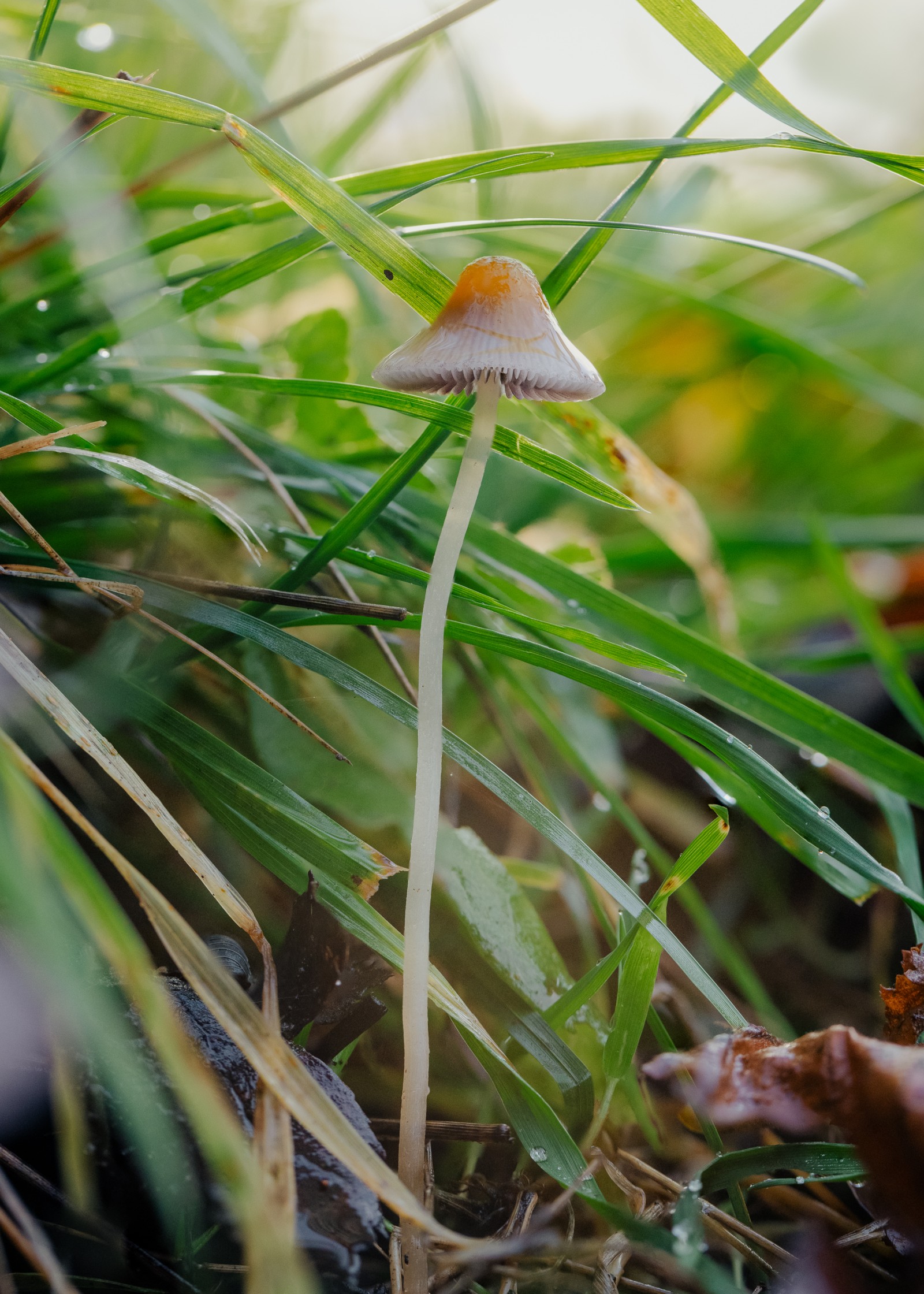Mycena sp.