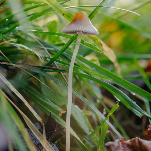 Mycena sp.