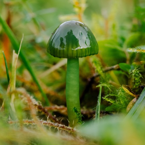 Gliophorus psittacinus