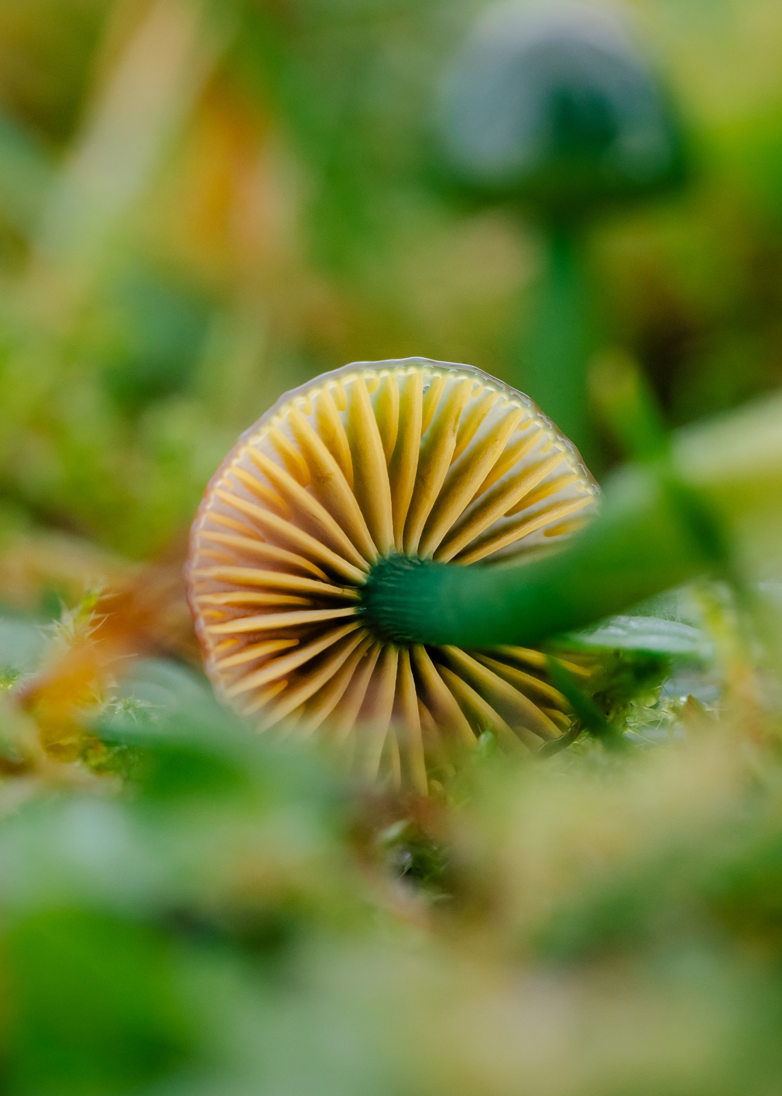 Gliophorus psittacinus
