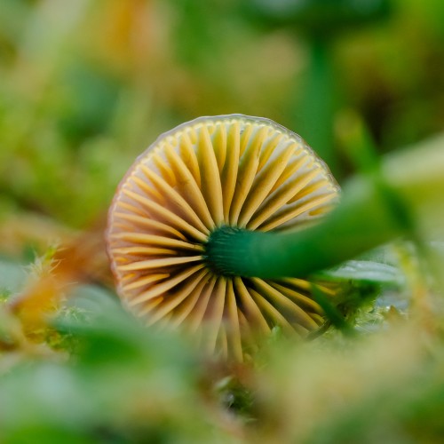 Gliophorus psittacinus