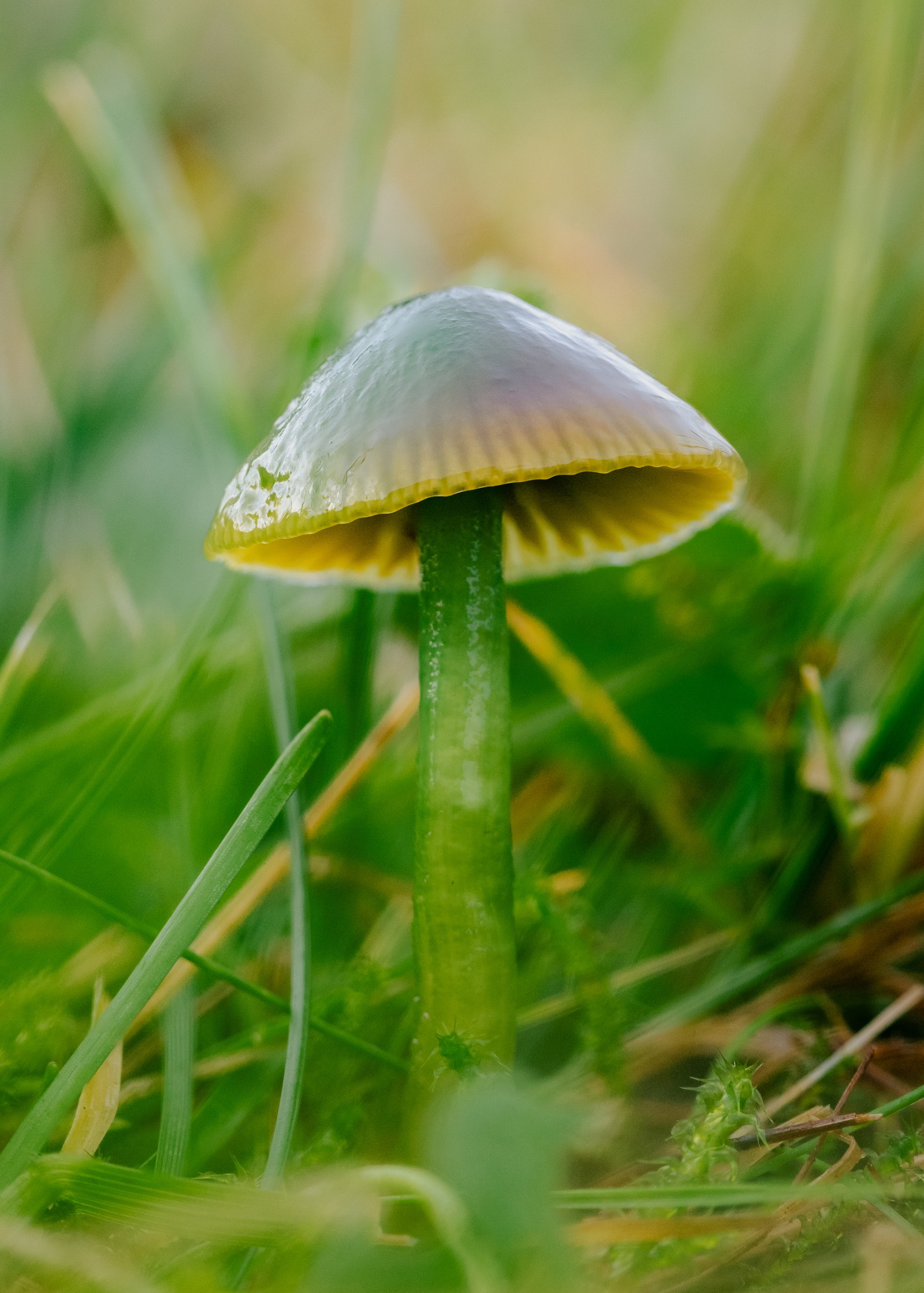Gliophorus psittacinus