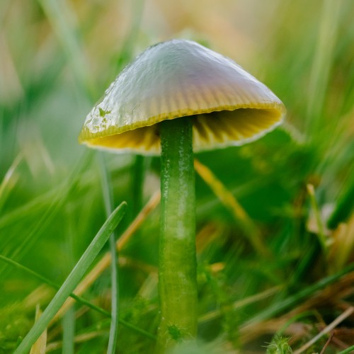Gliophorus psittacinus
