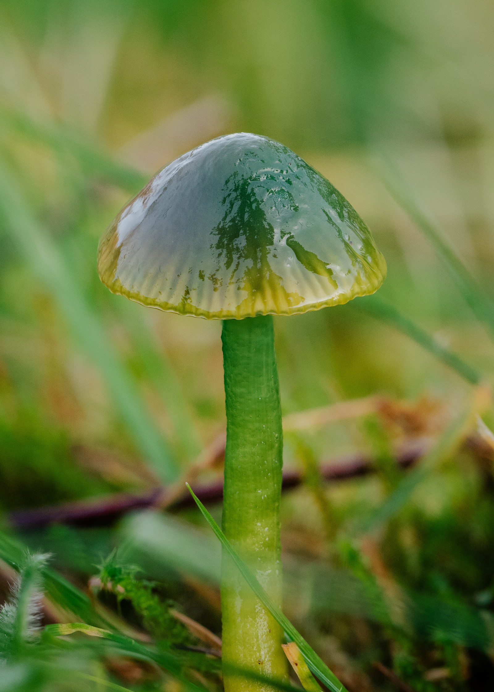 Gliophorus psittacinus