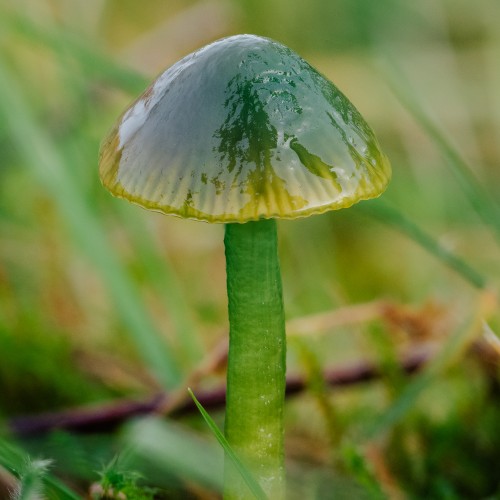 Gliophorus psittacinus