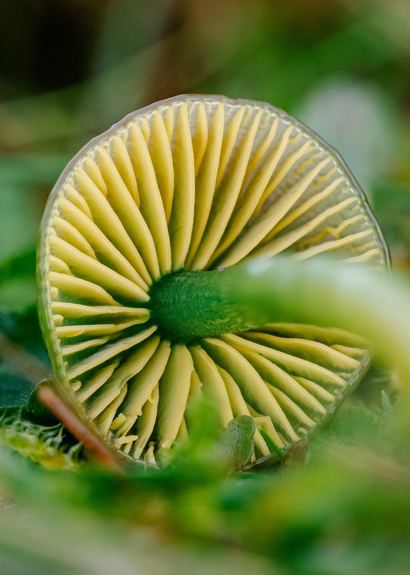 Gliophorus psittacinus
