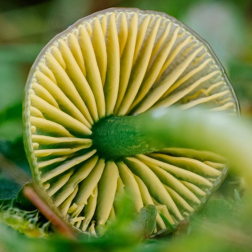 Gliophorus psittacinus