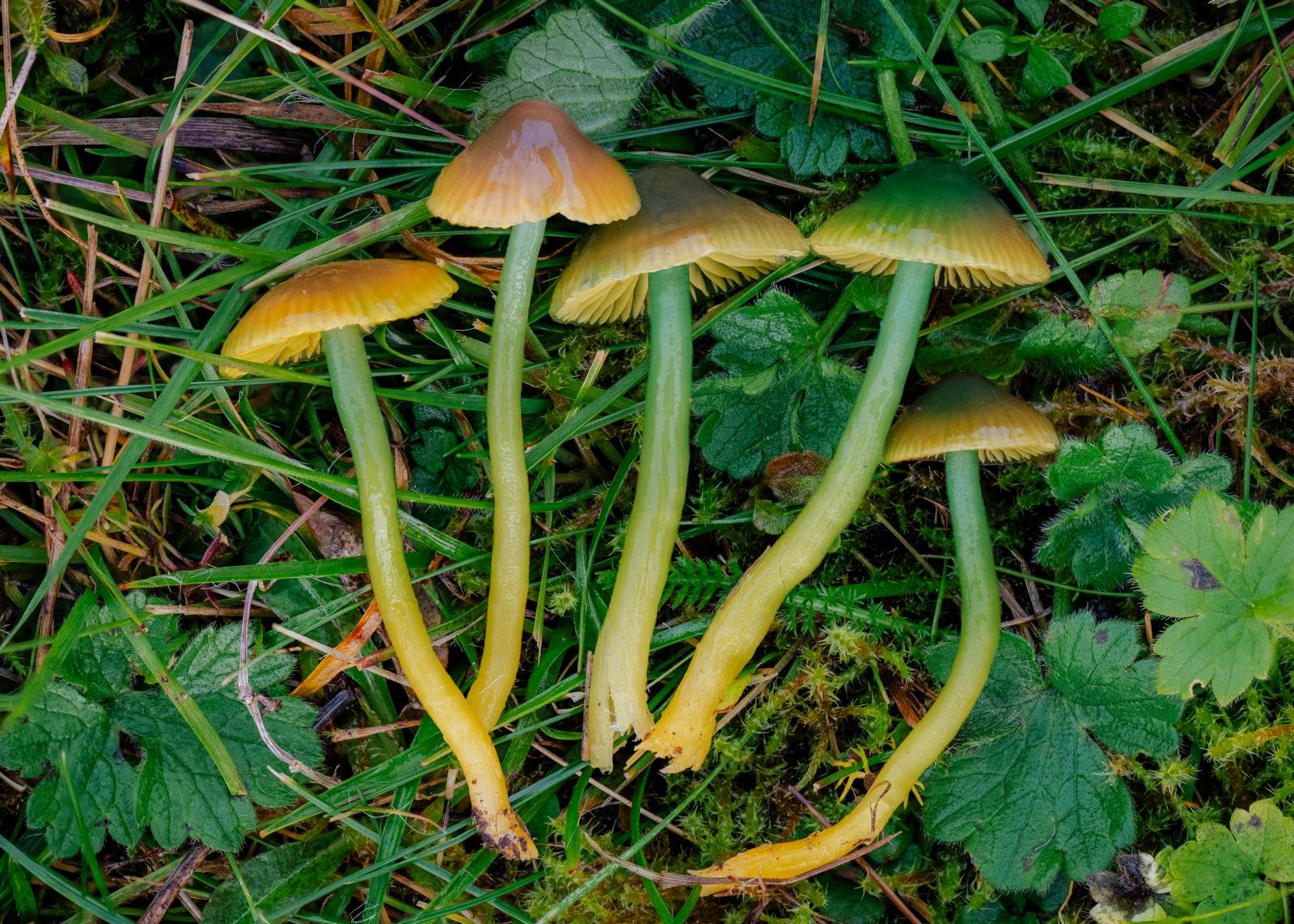 Gliophorus psittacinus