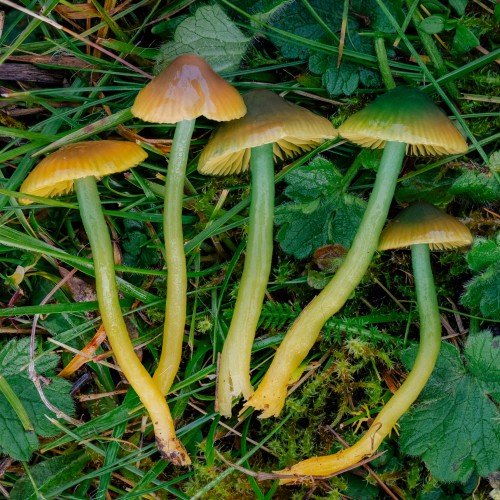 Gliophorus psittacinus
