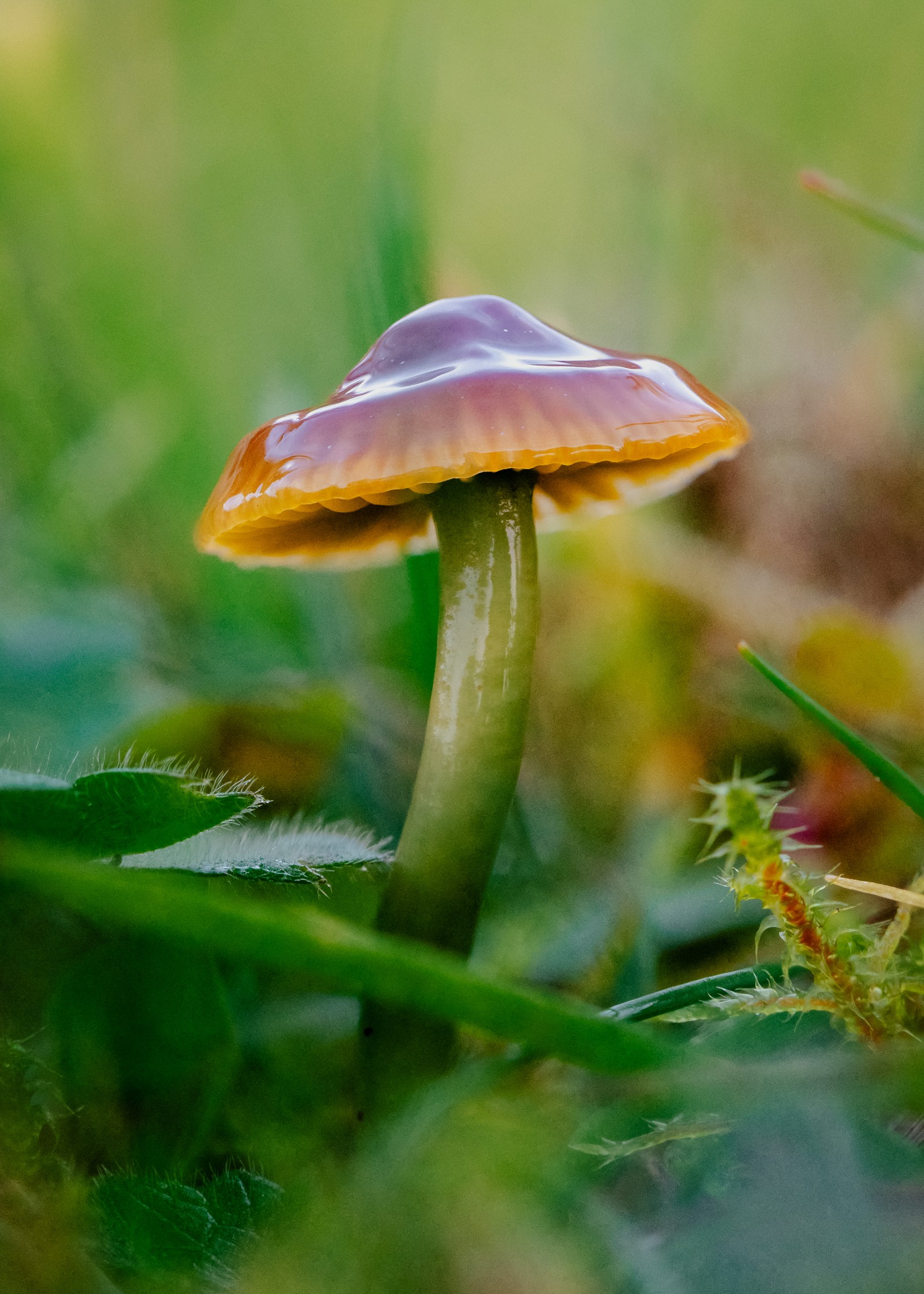 Gliophorus psittacinus