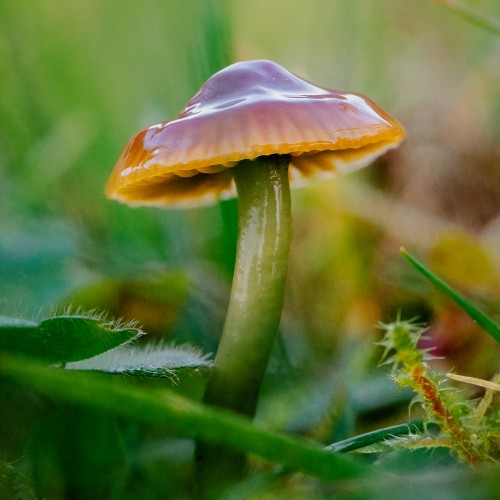 Gliophorus psittacinus