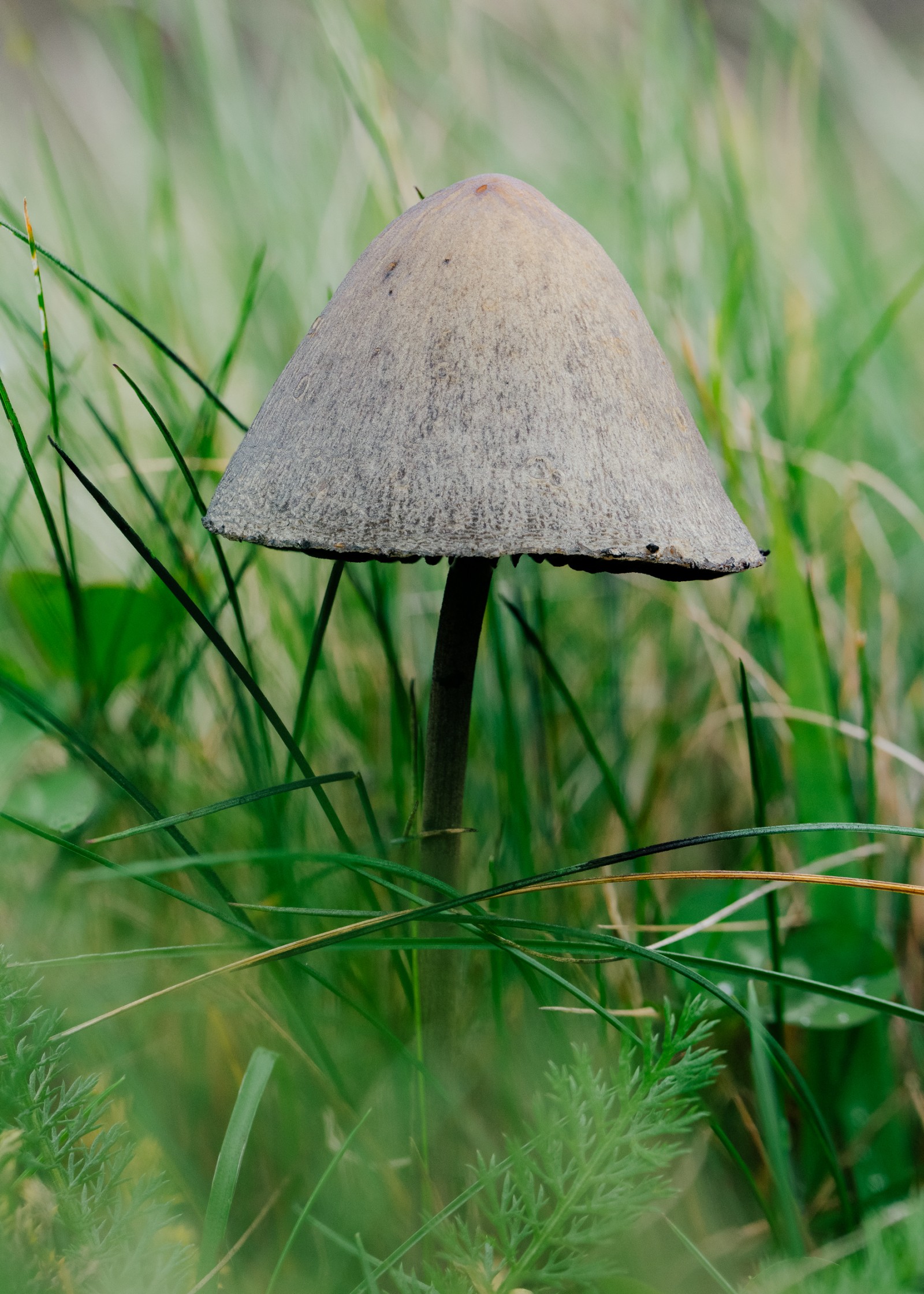 Panaeolus papilionaceus