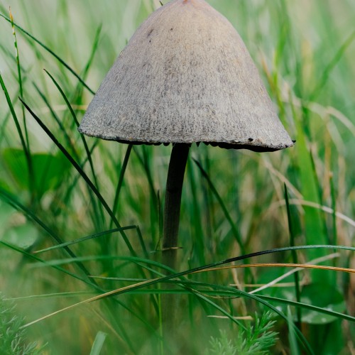Panaeolus papilionaceus
