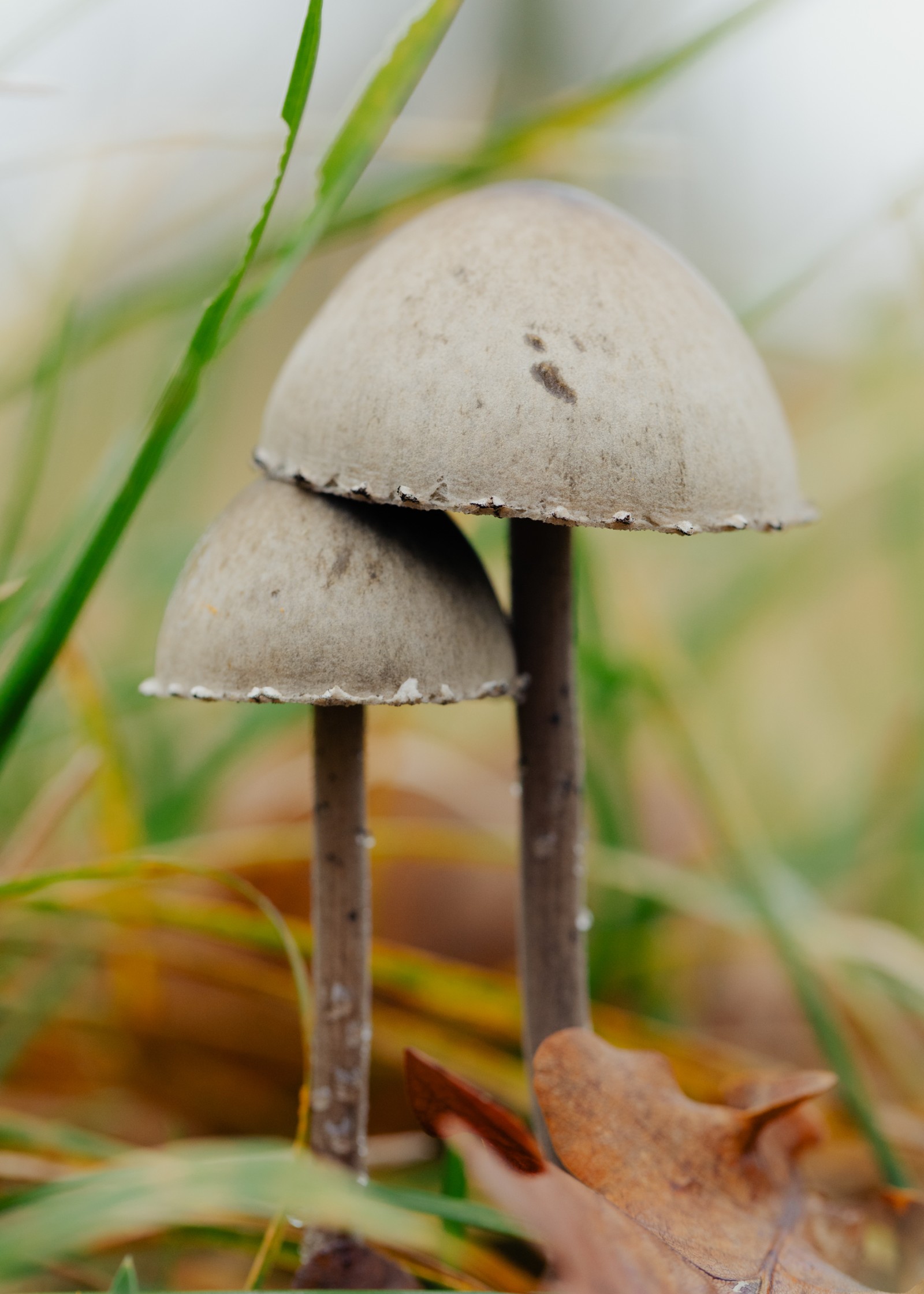 Panaeolus papilionaceus