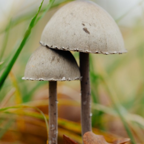 Panaeolus papilionaceus