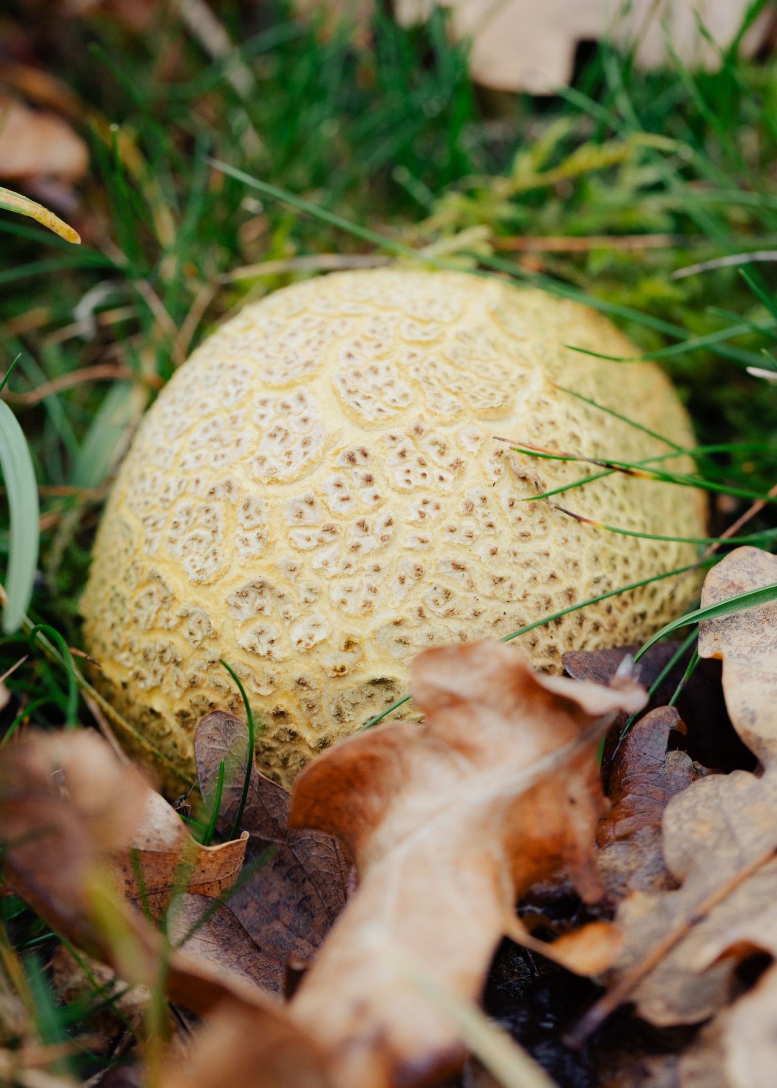 Scleroderma citrinum