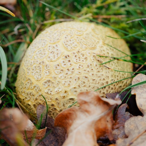 Scleroderma citrinum