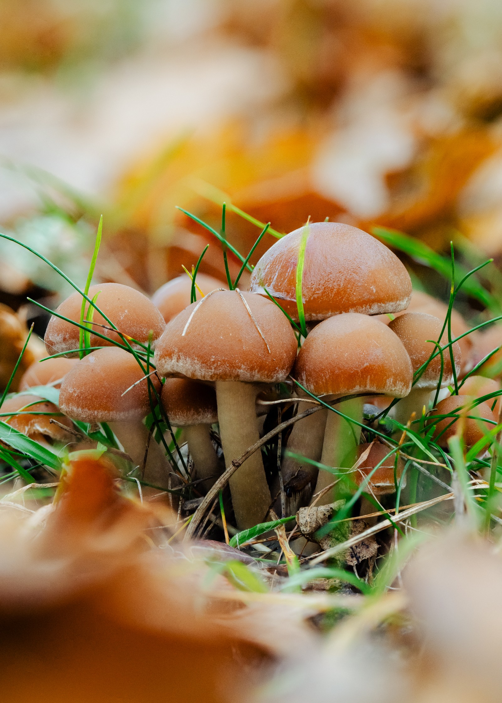 Psathyrella piluliformis