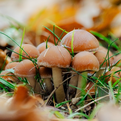 Psathyrella piluliformis