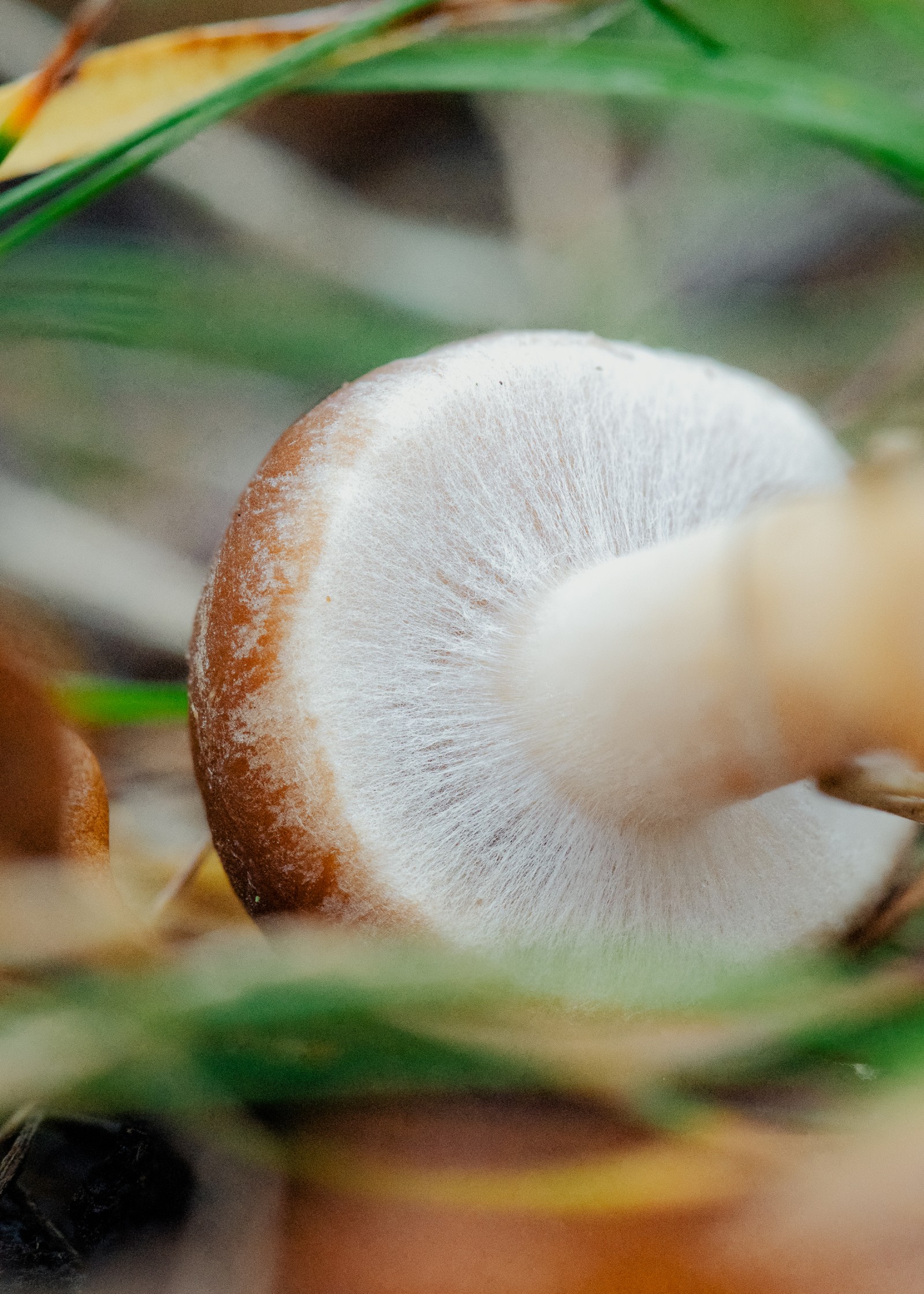 Psathyrella piluliformis