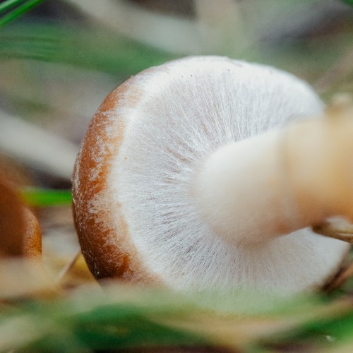 Psathyrella piluliformis