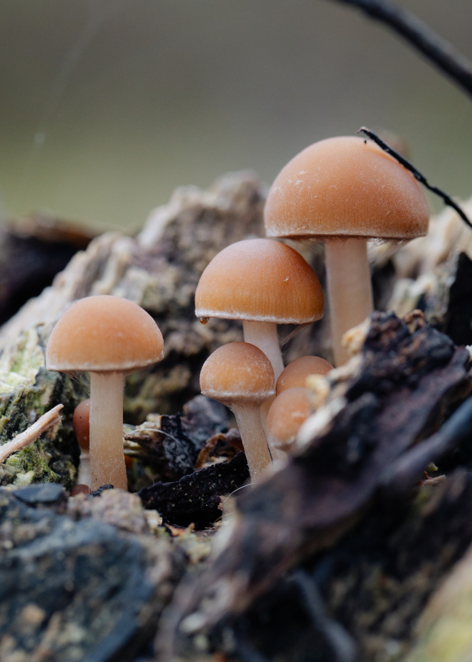 Psathyrella piluliformis
