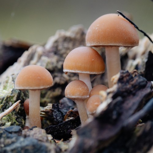 Psathyrella piluliformis