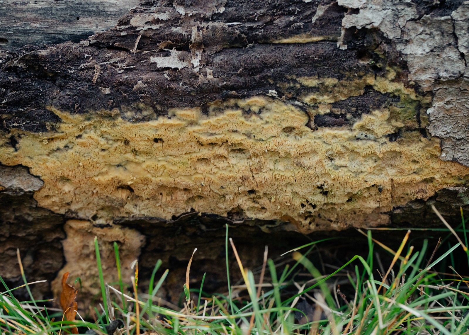 Xylodon paradoxus