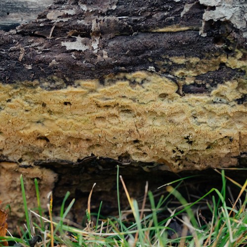 Xylodon paradoxus