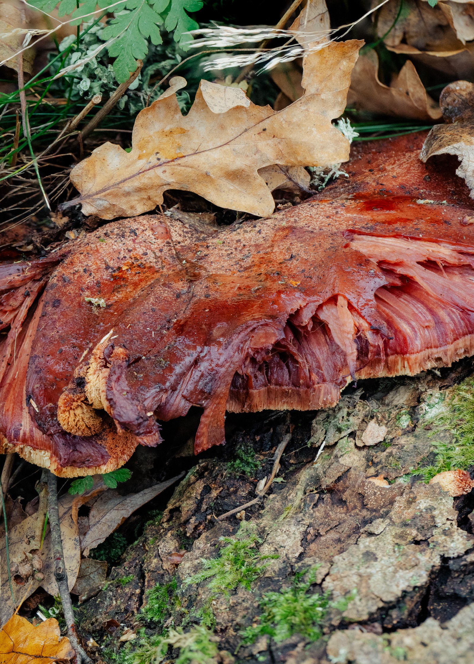Fistulina hepatica