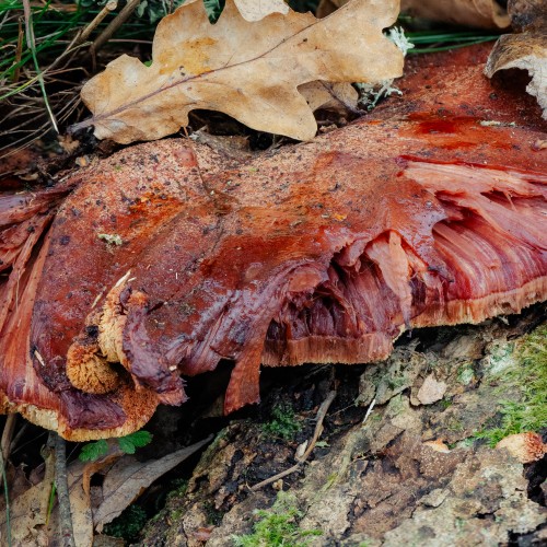Fistulina hepatica