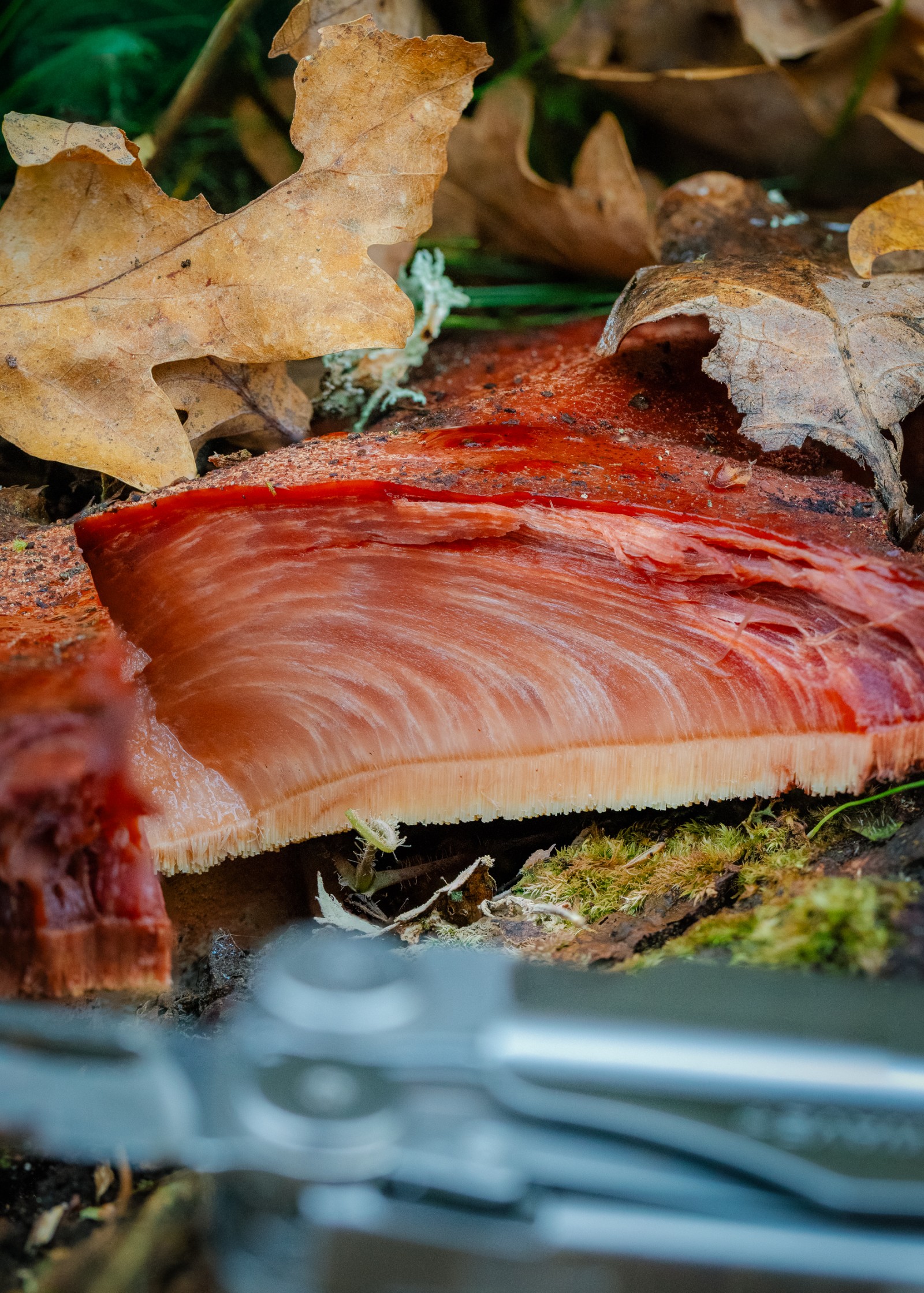 Fistulina hepatica