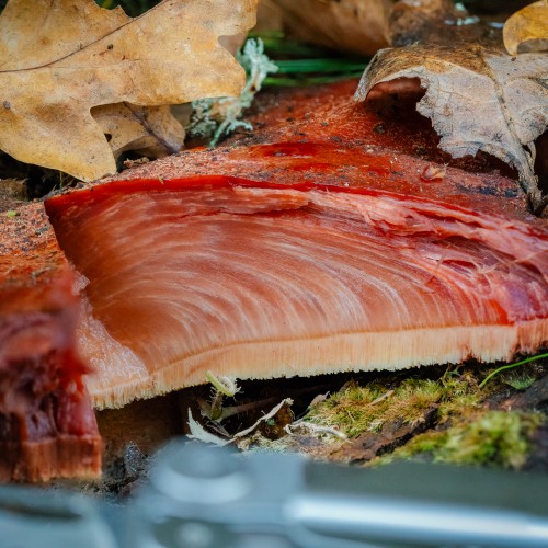 Fistulina hepatica