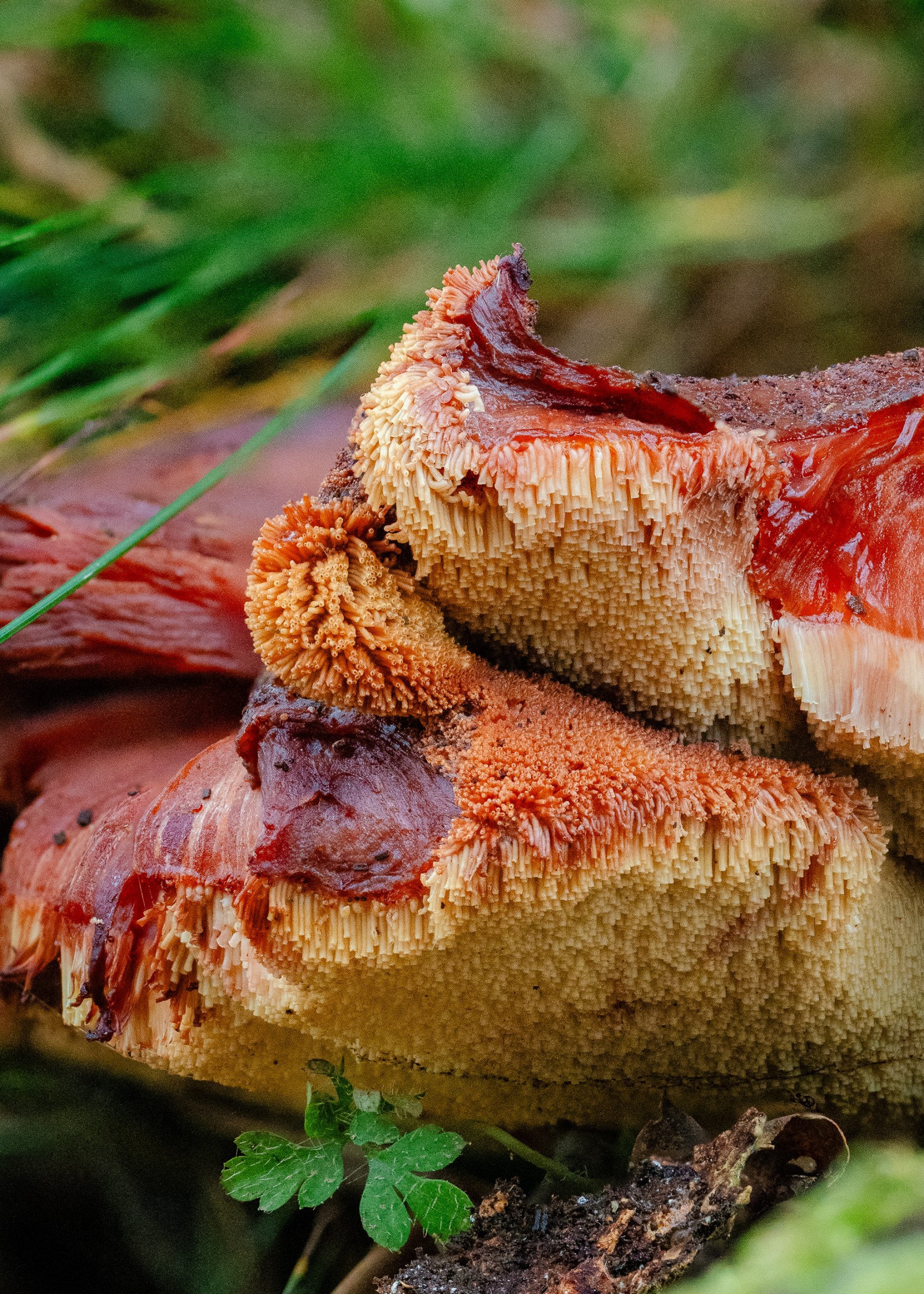 Fistulina hepatica