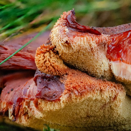 Fistulina hepatica