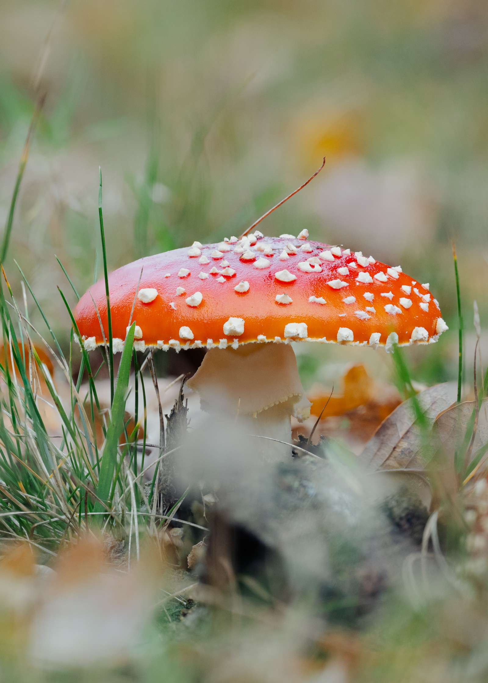 Amanita muscaria