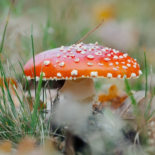 Amanita muscaria