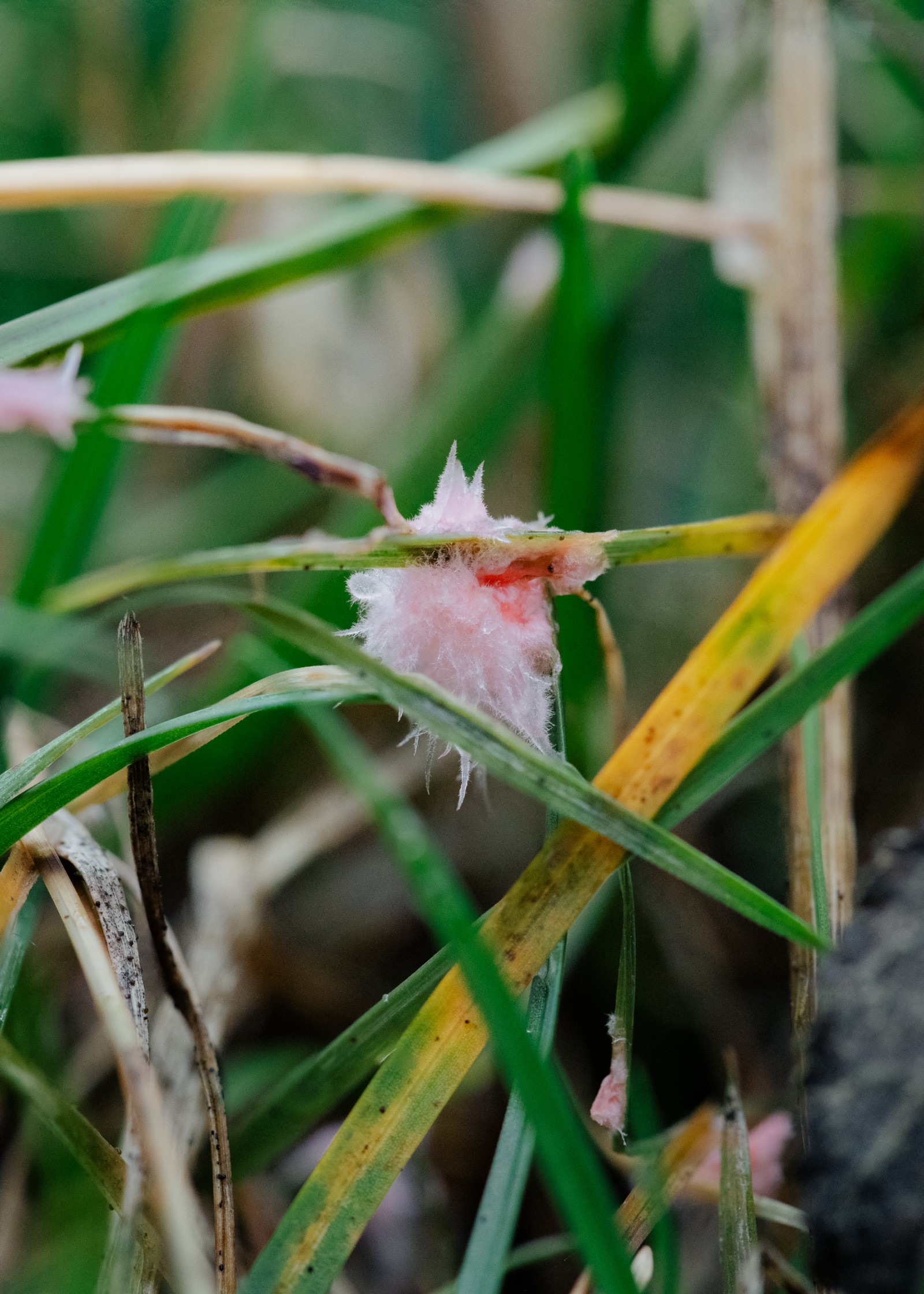 Laetisaria fuciformis