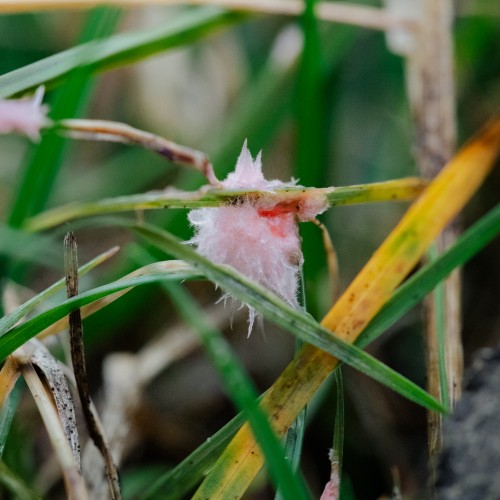 Laetisaria fuciformis