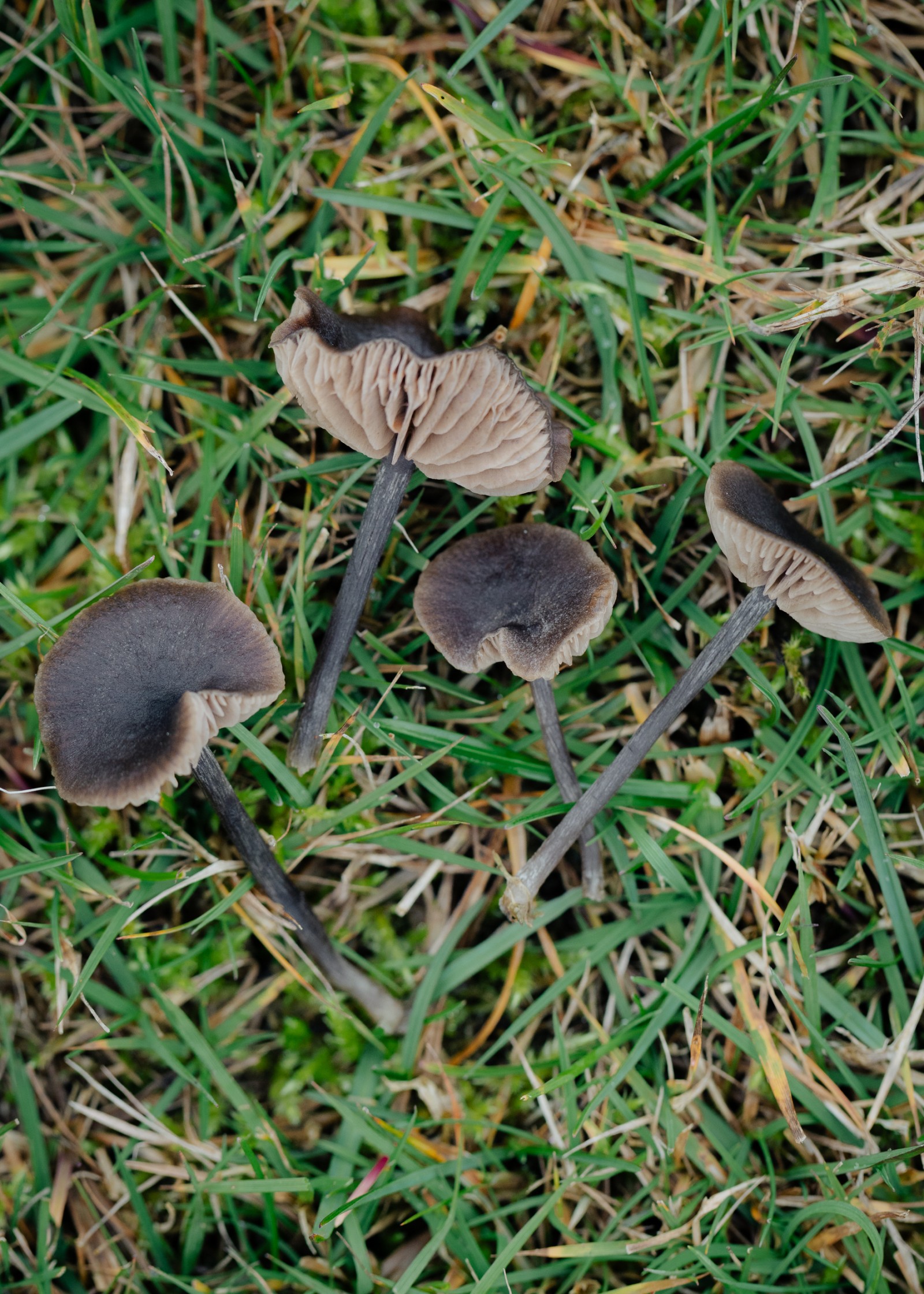 Entoloma sericeum