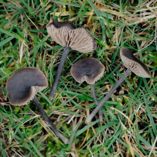 Entoloma sericeum