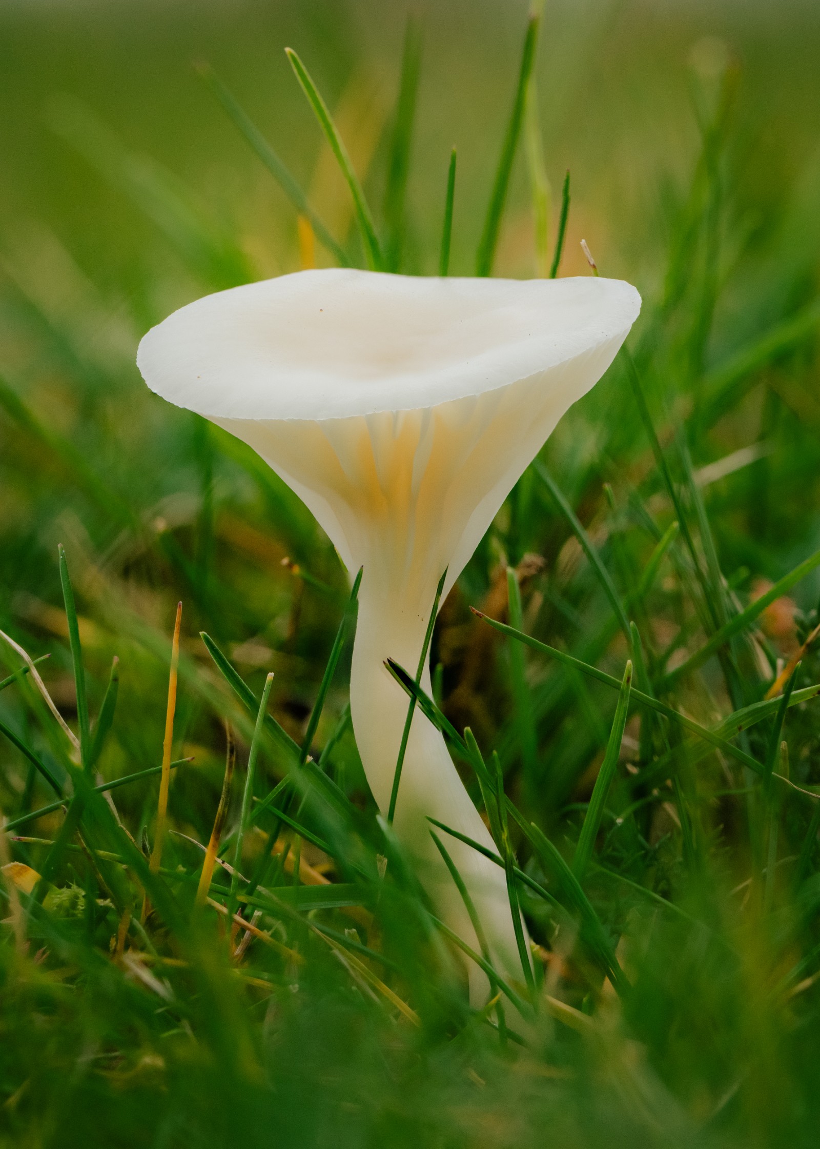 Cuphophyllus virgineus