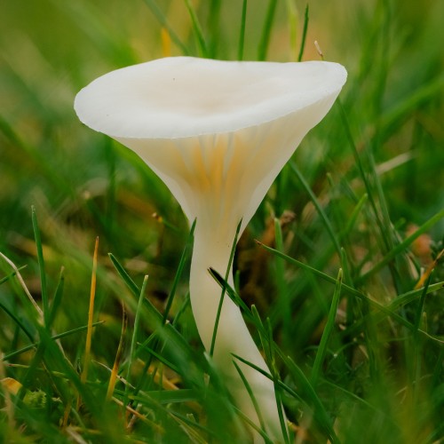 Cuphophyllus virgineus