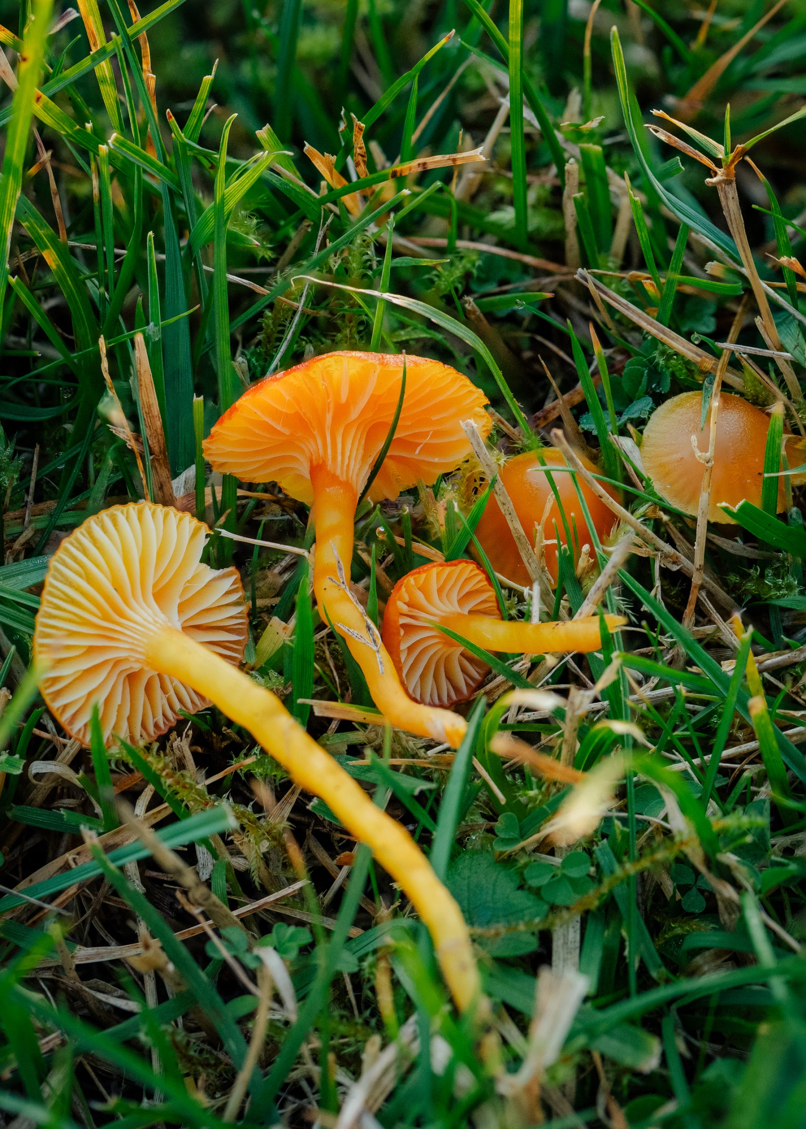 Hygrocybe insipida
