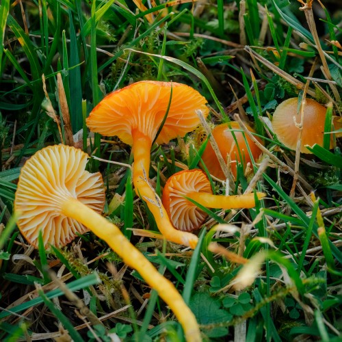 Hygrocybe insipida