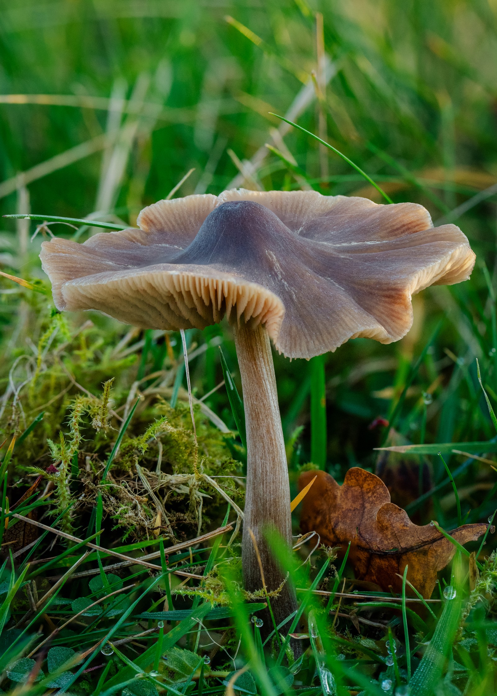 Entoloma conferendum