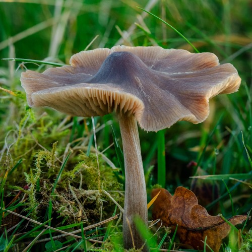 Entoloma conferendum