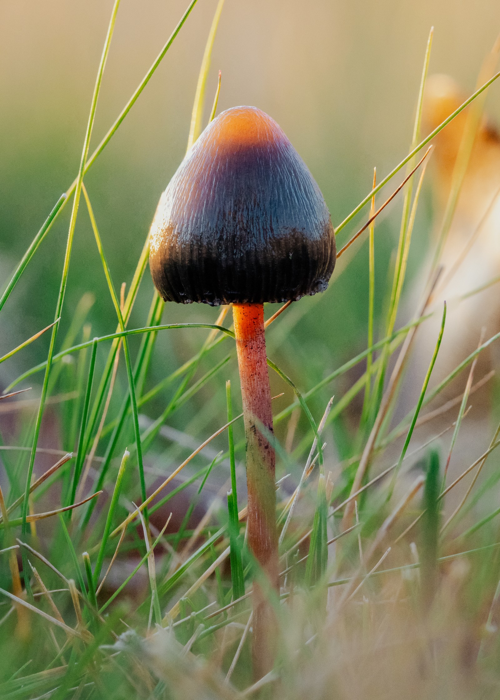 Psilocybe semilanceata