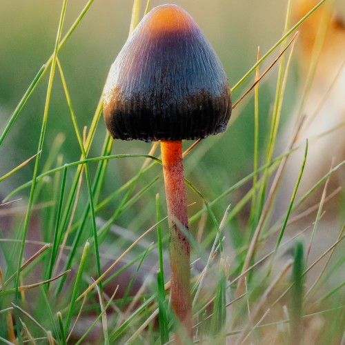 Psilocybe semilanceata