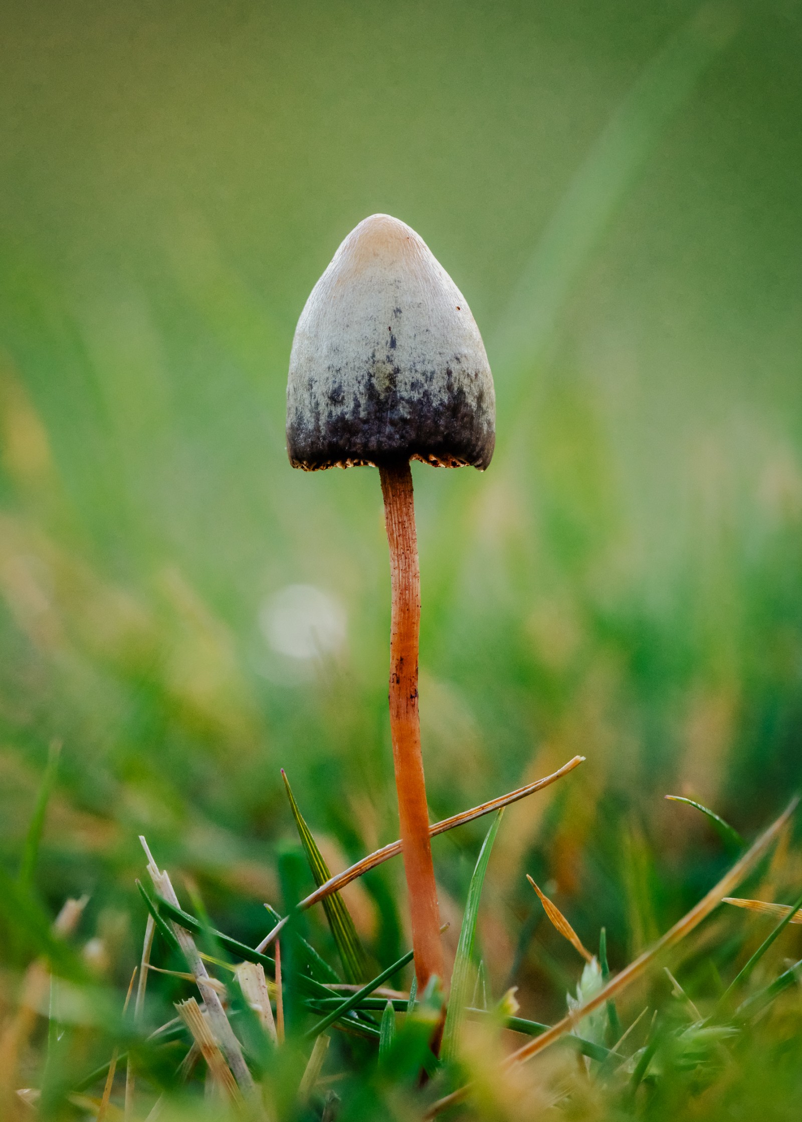 Psilocybe semilanceata
